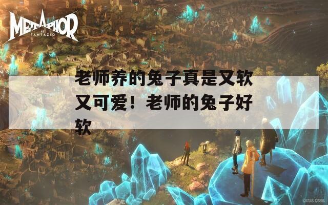 老师养的兔子真是又软又可爱！老师的兔子好软